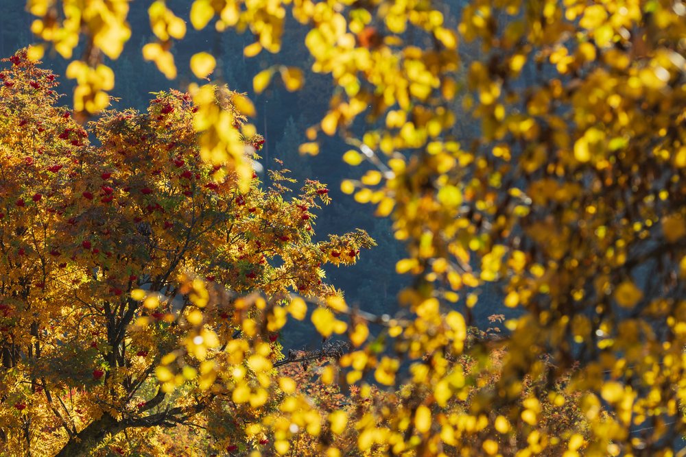 Rowan or Mountain Ash trees with red berries and yellow autumn leaves in a forest, Kazbegi, Georgia.
