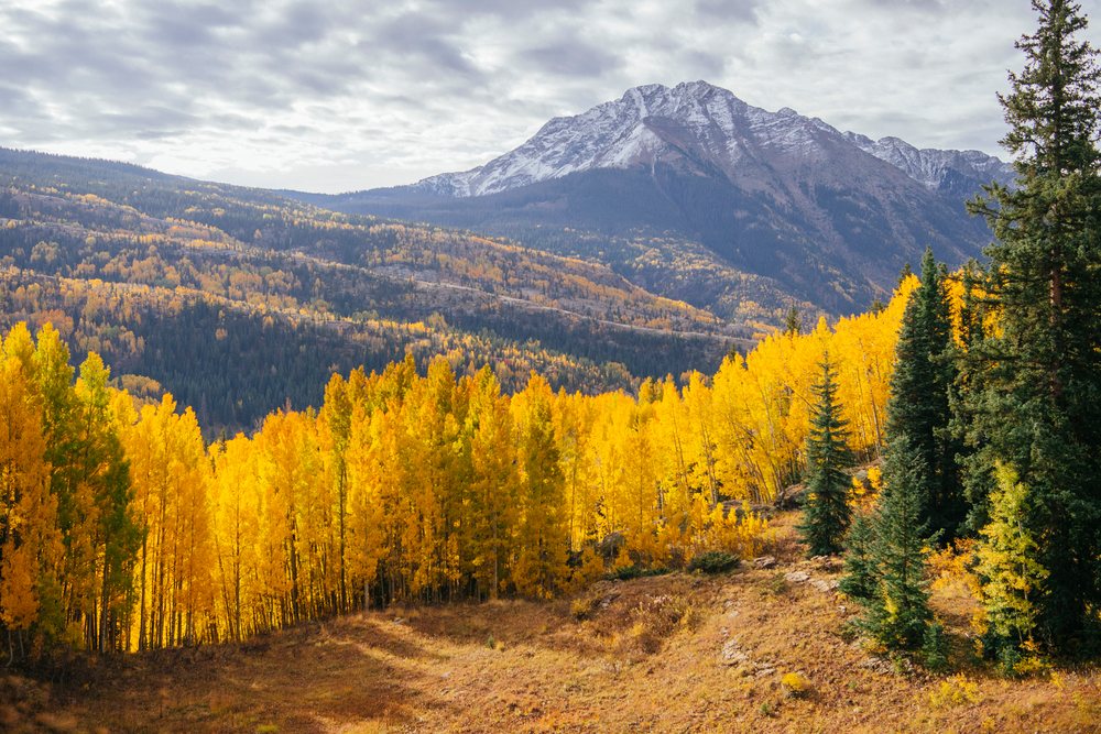 Fall colors brighten a forested hillside with a snow-capped mountain, under a cloudy sky, Durango, Colorado, USA.