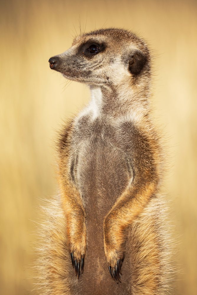 Meerkat stands upright alert in the Kalahari Desert, Wildlife, Vanzylsrus, Northern Cape, South Africa.