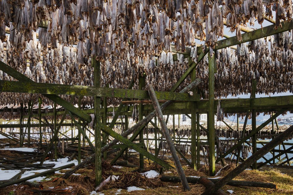 Cod hangs to dry on wooden racks at a fish drying site, near the coast with snow patches visible, Landscape, Henningsvaer, Lofoten, Norway.