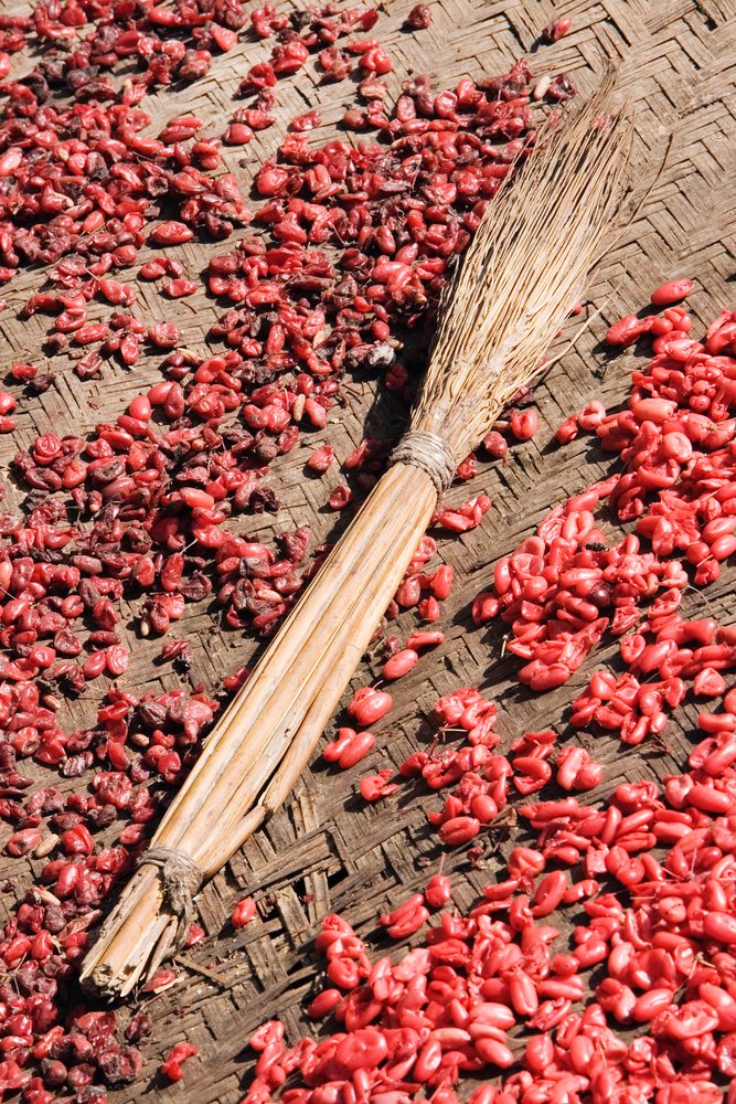 Reed brush lies on a woven mat drying scattered red berries outdoors, Shaanxi Province, China.