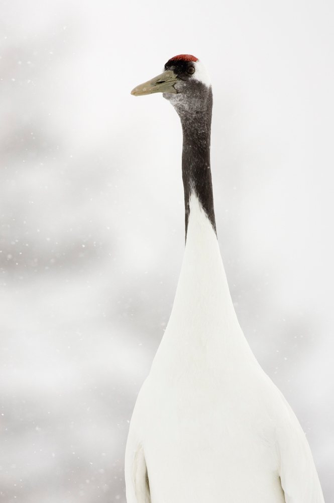 Red crowned crane with black neck and white plumage standing in falling snow, Hokkaido, Japan.