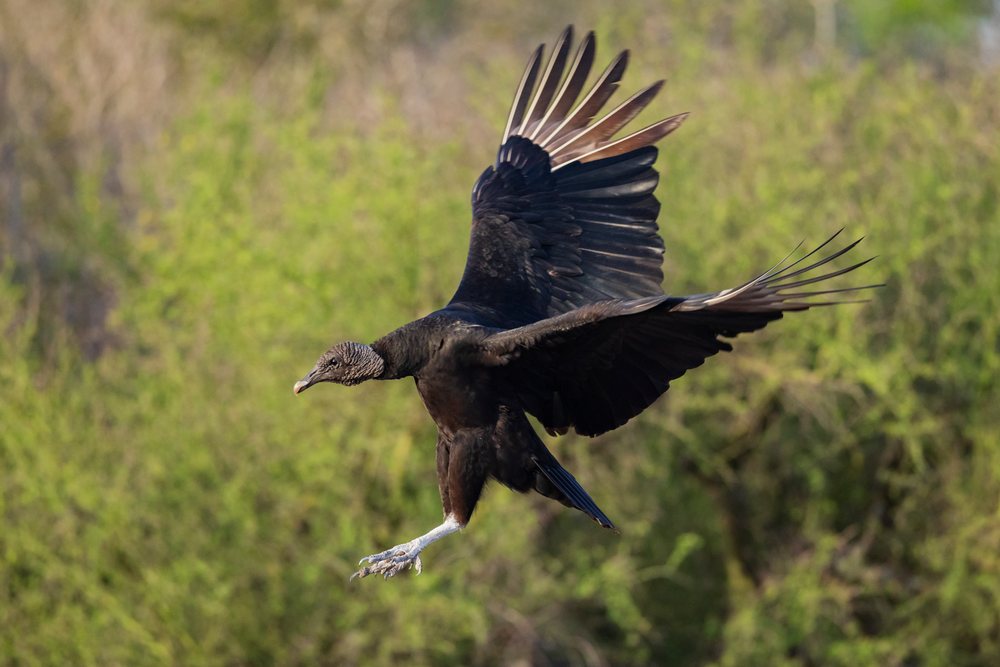 Black Vulture in mid-Flight with wings fully spread over greenery at Santa Clara Ranch, Wildlife, McCook, Texas, USA.