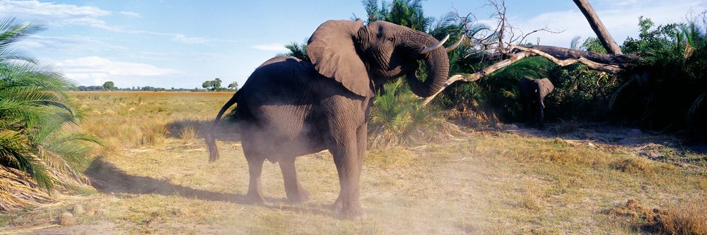 African elephant charging across open dusty savanna grassland with vegetation in the background.