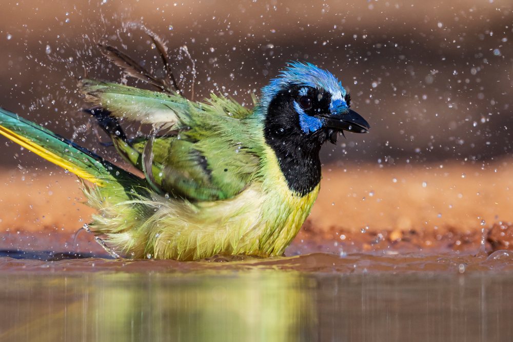 Green jay with colorful feathers bathes and splashes in shallow water at Santa Clara Ranch, South, Wildlife, McCook, Texas, USA.