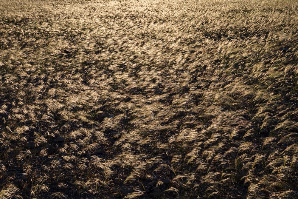 Silver bushman grass illuminated by sunlight in a natural grassland field, landscape, wildlife, Sesfontein, Kunene Region, Namibia.