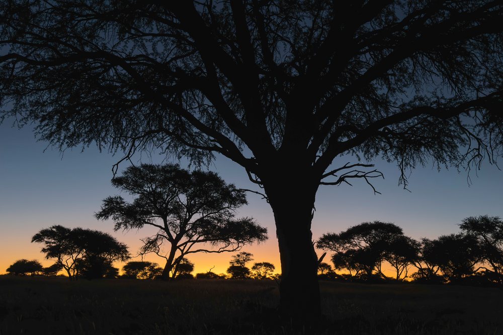 Silhouetted trees stand over savanna grassland at Sunset in Okapuka Lodge, landscape, wildlife, Windhoek, Khomas Region, Namibia.