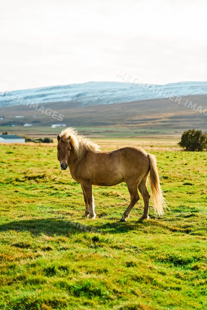 A brown horse stands in a green pasture with snowy mountains