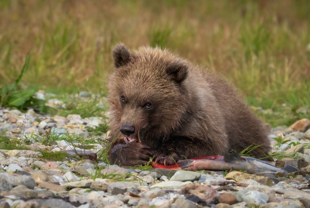 Alaskan Brown bear cub eating a salmon on a rocky riverbank, Katmai National Park, Alaska, USA.