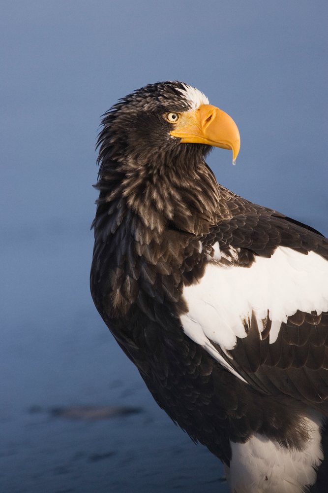Steller's sea eagle perched outdoors near Nemuro Channel, Hokkaido during winter, displaying detailed black and white feathers and a yellow beak, Japan, Asia.