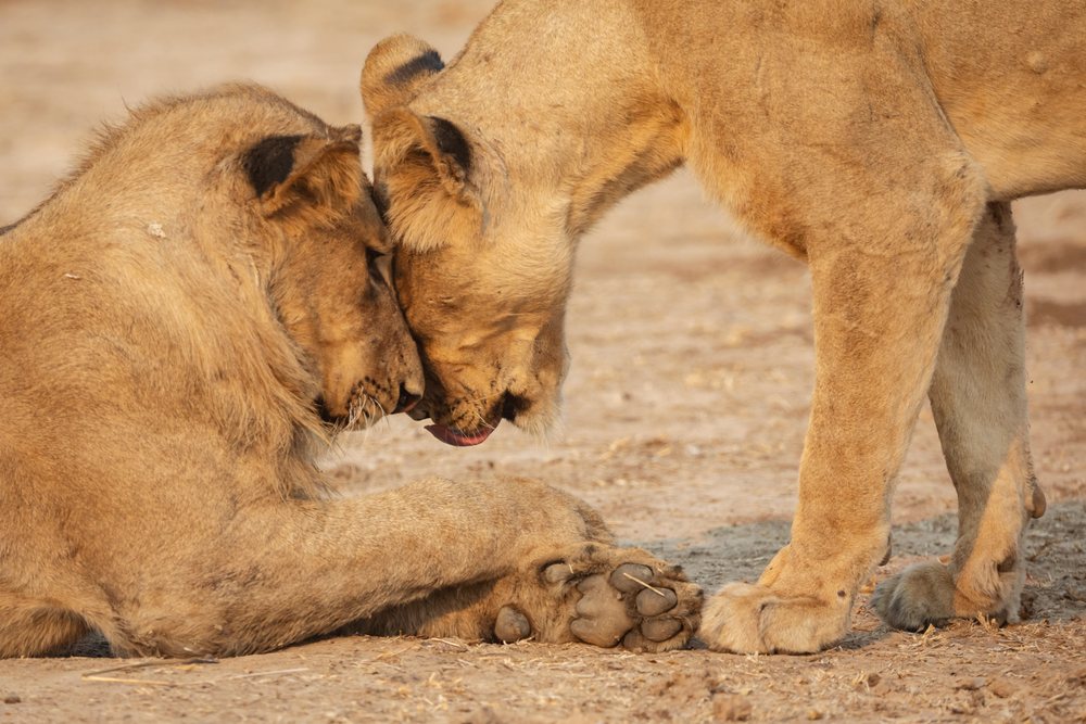 Two lions affectionately touching heads on bare ground, Wildlife, Mfuwe, South Luangwa National Park, Zambia.