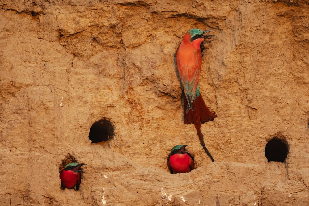 Carmine bee-eaters with bright red and turquoise plumage nest in holes on a clay mud wall, Wildlife, Mfuwe, South Luangwa National Park, Zambia.