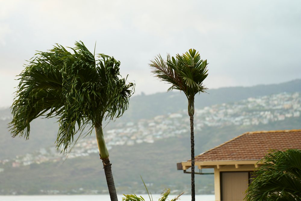 Palm trees with green foliage bend in the wind before hillside residential homes under a cloudy sky, Oahu, Hawaii, USA.