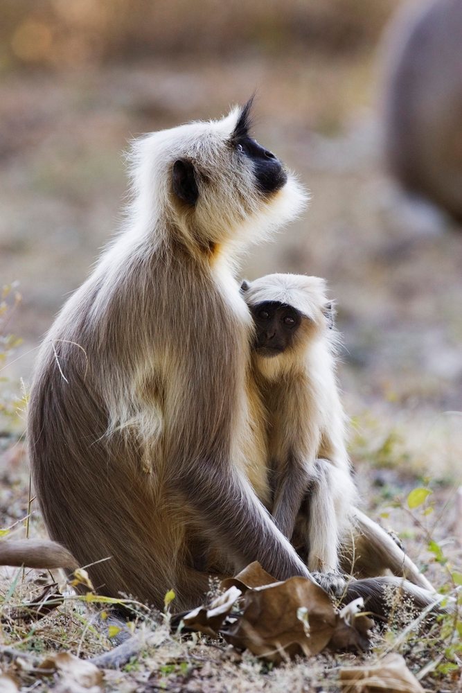 Langur monkey sitting with baby in natural wildlife setting.