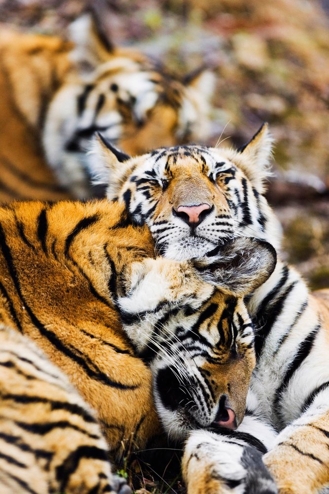 Two tigers sleeping closely together showing their striped fur and peaceful expressions in a natural environment.