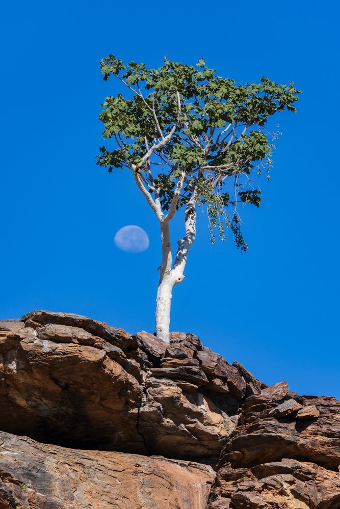 African Star-chestnut tree grows atop a rocky outcrop under a clear blue sky with the moon visible during daytime, landscape, wildlife, Etambura to Opuwo, Kunene Region, Namibia.