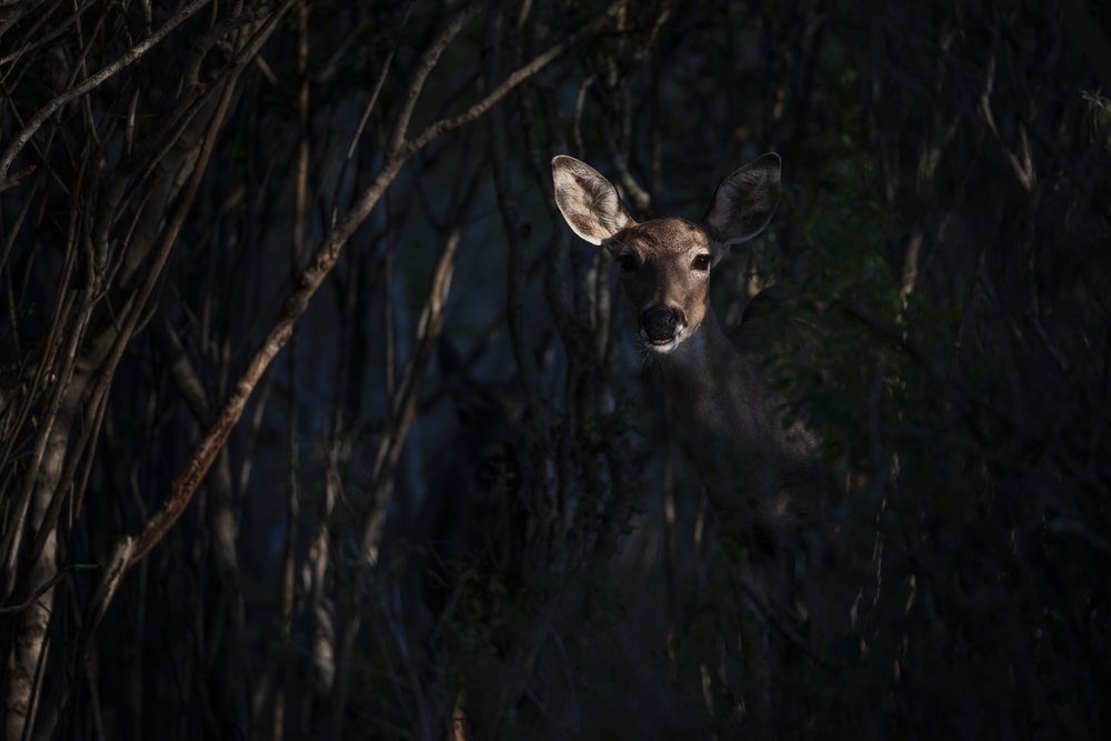 White-Tailed Deer Doe cautiously emerges from dense Brush at Santa Clara Ranch, Wildlife, Rio Grande City, Texas, USA.