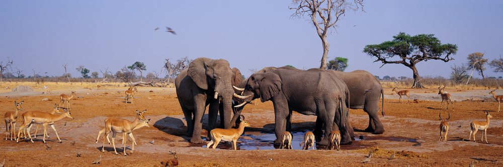 Elephants and antelope drink and gather at a waterhole in a dry African savanna landscape under a clear blue sky.