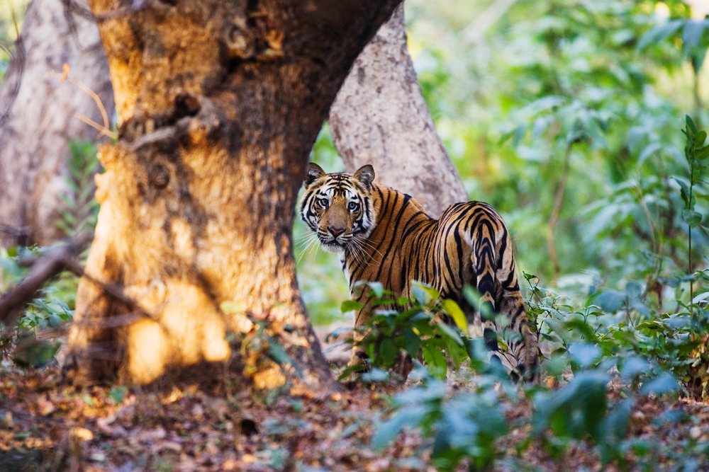 Tiger with orange fur and black stripes stands in a natural forest.