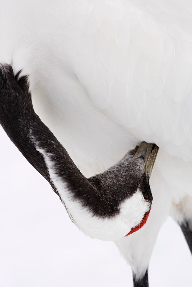 Red-crowned crane preening its feathers outdoors against a snowy background in a natural habitat.