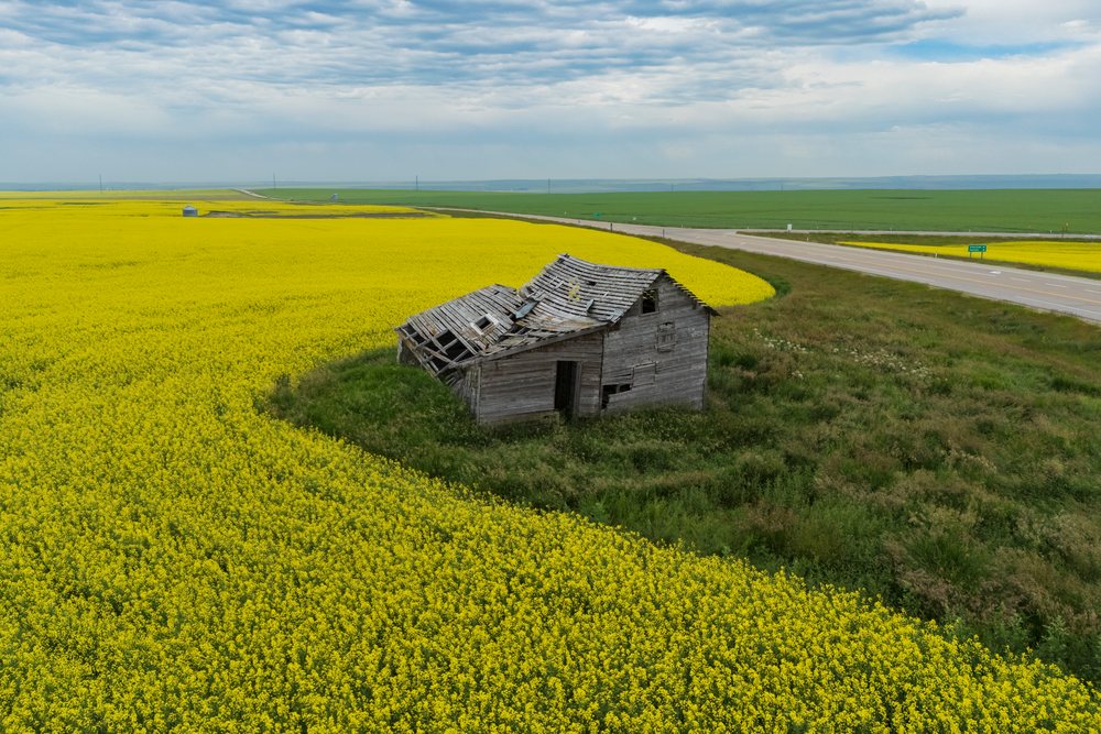 Ruined wooden house in a canola crop field near a road, Canada under an overcast sky, Storm Chasing, Weather, Environment, Mossleigh, Alberta.