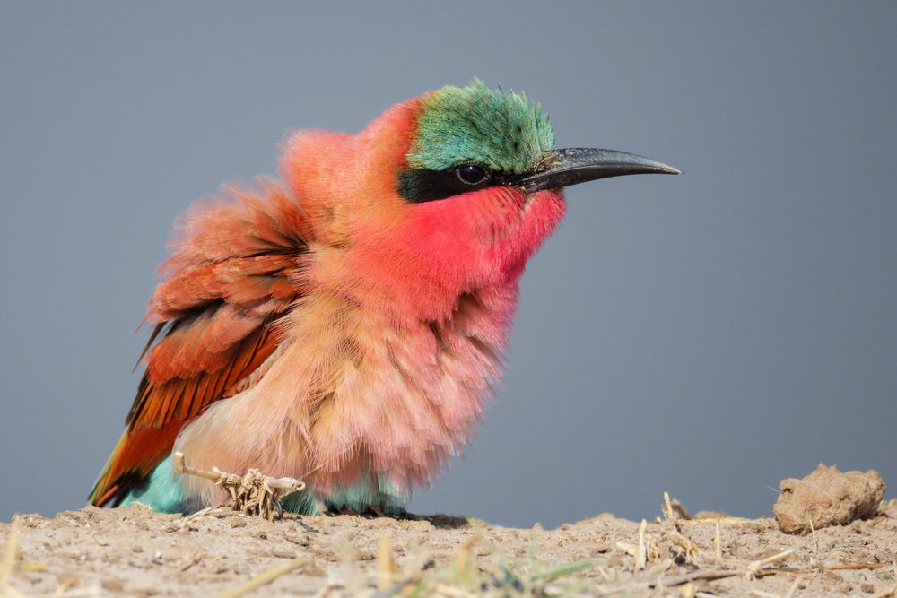 Carmine bee-eater bird with fluffed feathers is perched on dry ground with twigs, Wildlife, Mfuwe, South Luangwa National Park, Zambia.