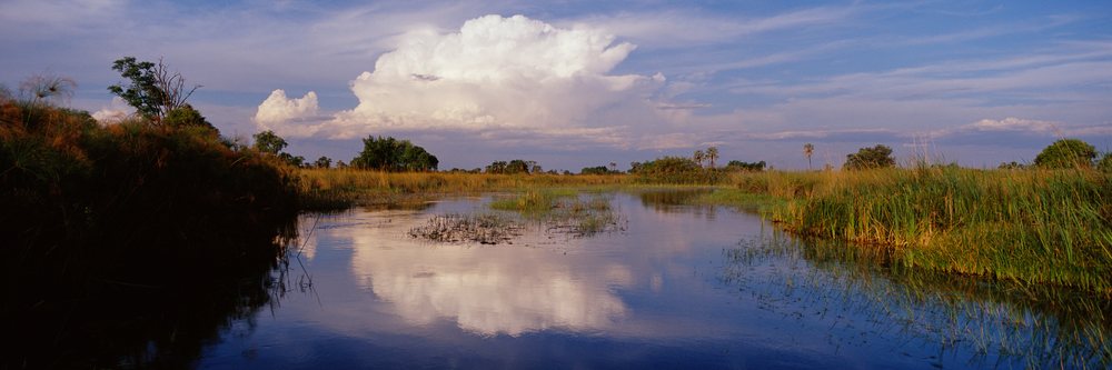 Lagoon with clear reflections of tall grasses, trees, and white clouds under a blue sky in a natural wetland area.