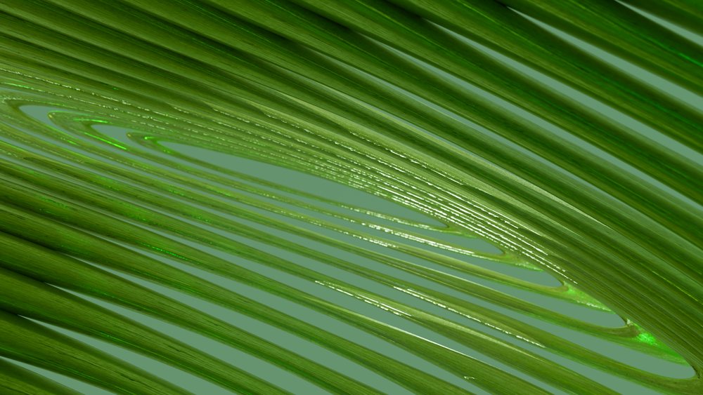 Close-up of a green palm leaf showing prominent veins and natural texture patterns in a tropical botanical setting.