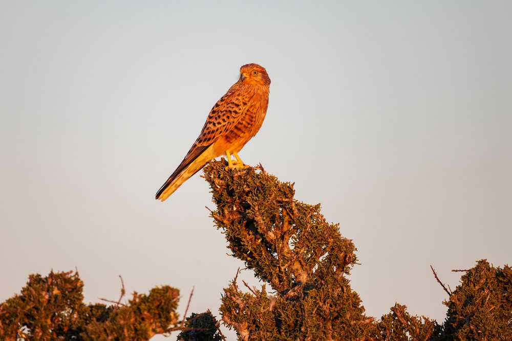 Greater kestrel is perched on vegetation at Sunset, Etosha National Park, landscape, wildlife, Dolomite Camp, Kunene Region, Namibia.