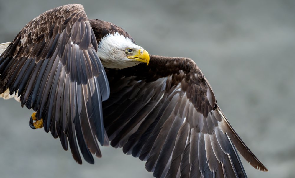 Bald eagle in flight over Washington State, with wings fully spread displaying detailed feathers and yellow beak and talons, USA.