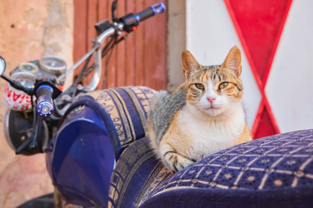 Cat with orange, white, and gray fur resting on patterned motorcycle seat outdoors, Morocco street scene, Lifestyle, Landscape, Culture, M'Hamid El Ghizlane, Zagora Province.
