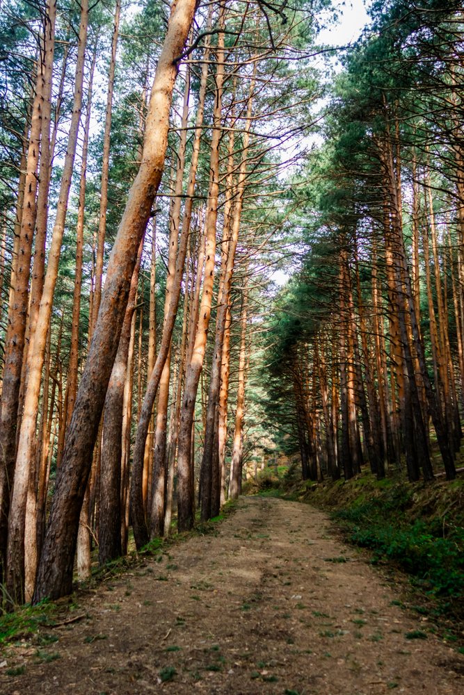 Forest trail in Spain surrounded by tall pine trees and natural vegetation under daylight.
