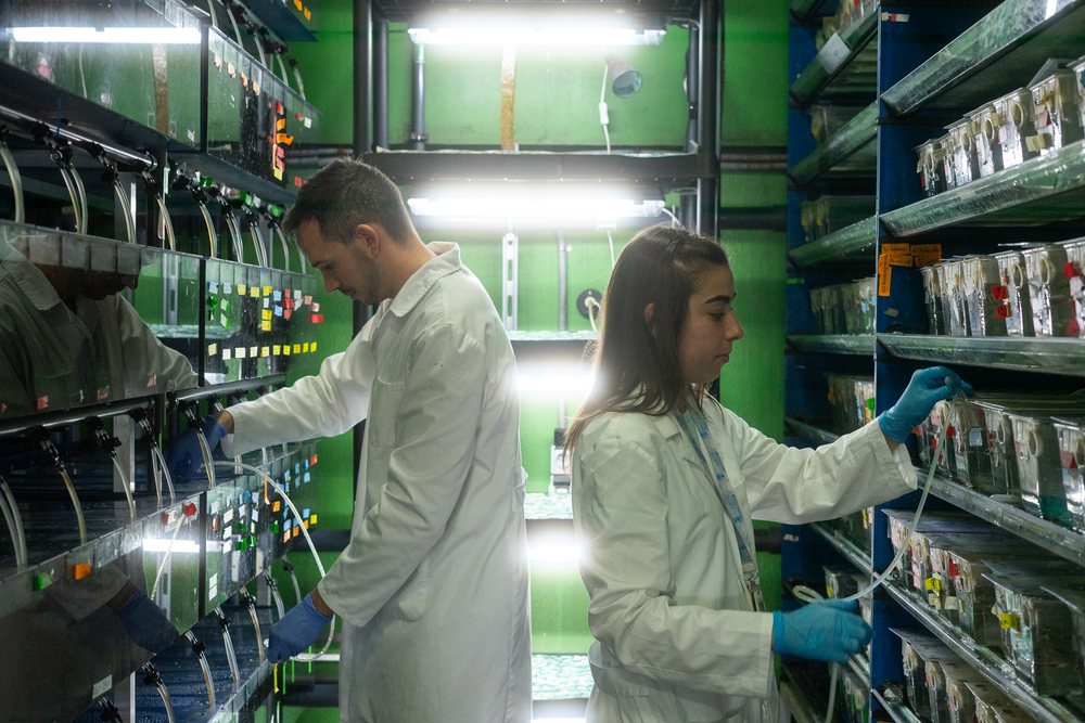 Two scientists wearing lab coats work with aquarium tanks in a controlled laboratory environment for aquatic research, Spain.