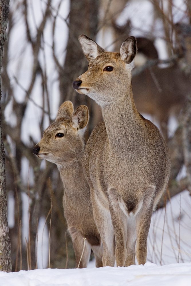 Two sika deer, a doe and a young deer, stand in a snowy forest, during winter, Hokkaido, Japan.