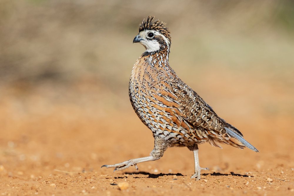 Bobwhite Quail walking on dry ground at Santa Clara Ranch, Wildlife, McCook, Texas, USA.