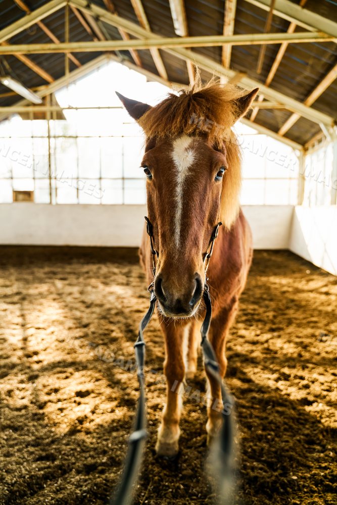 A brown horse stands inside an equestrian training barn