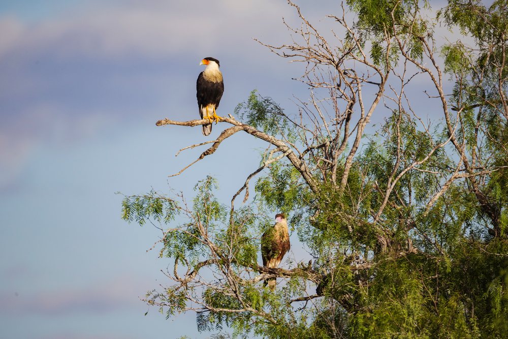 Two crested caracaras perched on branches of a Mesquite Tree in Santa Clara Ranch, USA under blue sky with clouds, Wildlife, Rio Grande Valley, Texas.