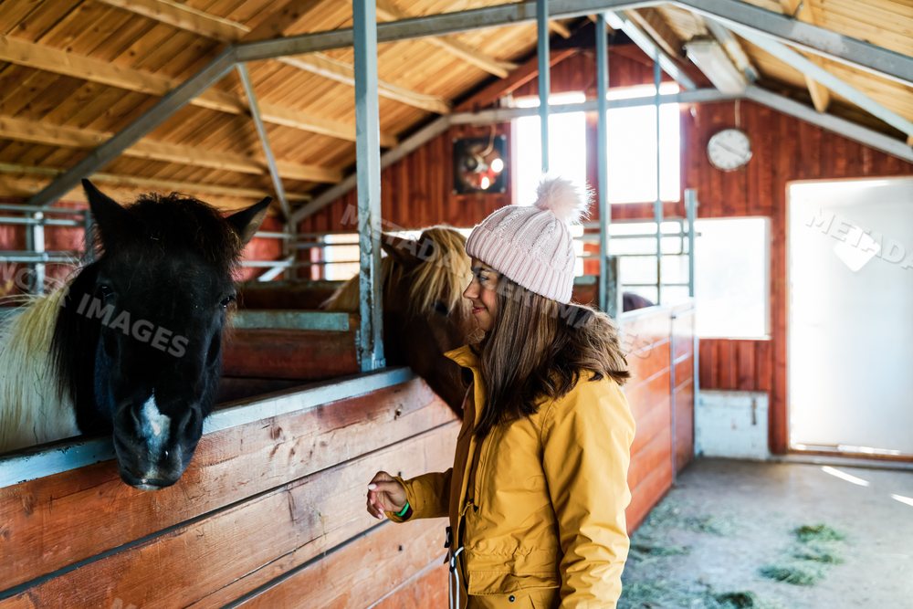 A white woman feeds horses inside a wooden stable