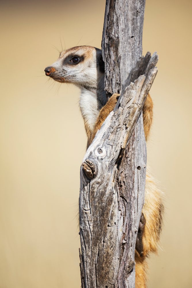Meerkat sentinel stands alert holding a dry tree trunk in the Kalahari Desert at Kalahari Research Center, Wildlife, Vanzylsrus, Northern Cape, South Africa.