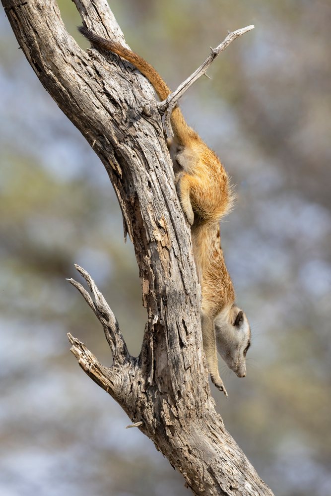Meerkat is climbing down a Dead Tree in the arid Kalahari Desert at the Kalahari Research Center, Wildlife, Vanzylsrus, Northern Cape, South Africa.