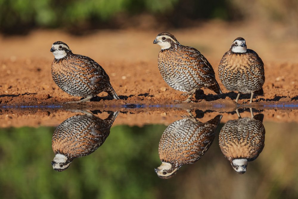 Three bobwhite quail stand at the edge of a waterhole reflecting their images at Santa Clara Ranch, Wildlife, Rio Grande City, Texas, USA.