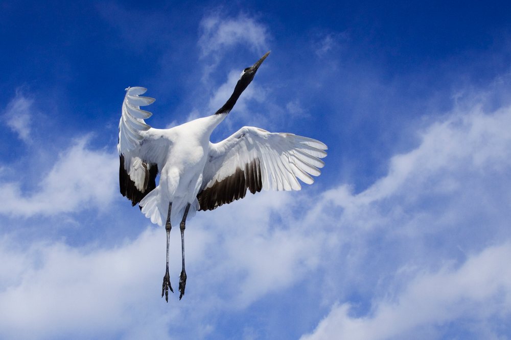 Red crowned crane with wings spread flies in the blue sky with white clouds over, Hokkaido, Japan.