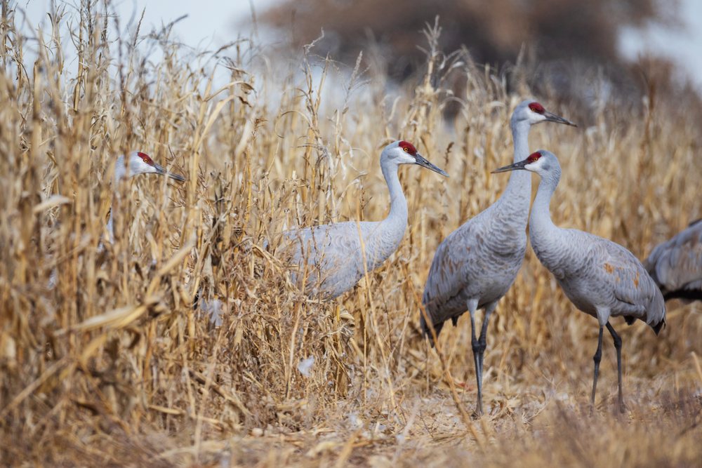 Sandhill cranes with gray plumage and red crowns stand among dried corn stalks in New Mexico's Bernardo Waterfowl Management Area, landscape, wildlife, Bernardo Waterfowl Management Ar, USA.
