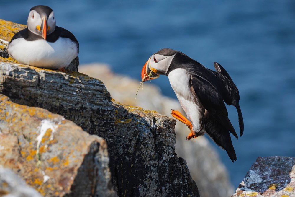 North Atlantic puffin carrying nesting material onto a rocky cliff edge by the ocean, Landscape, Cityscape, Lifestyle, Elliston, Newfoundland & Labrador, Canada.