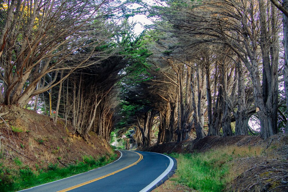 Winding paved road curves through a pine forest with grassy roadside vegetation and visible road markings in northern Oregon and, California, USA.