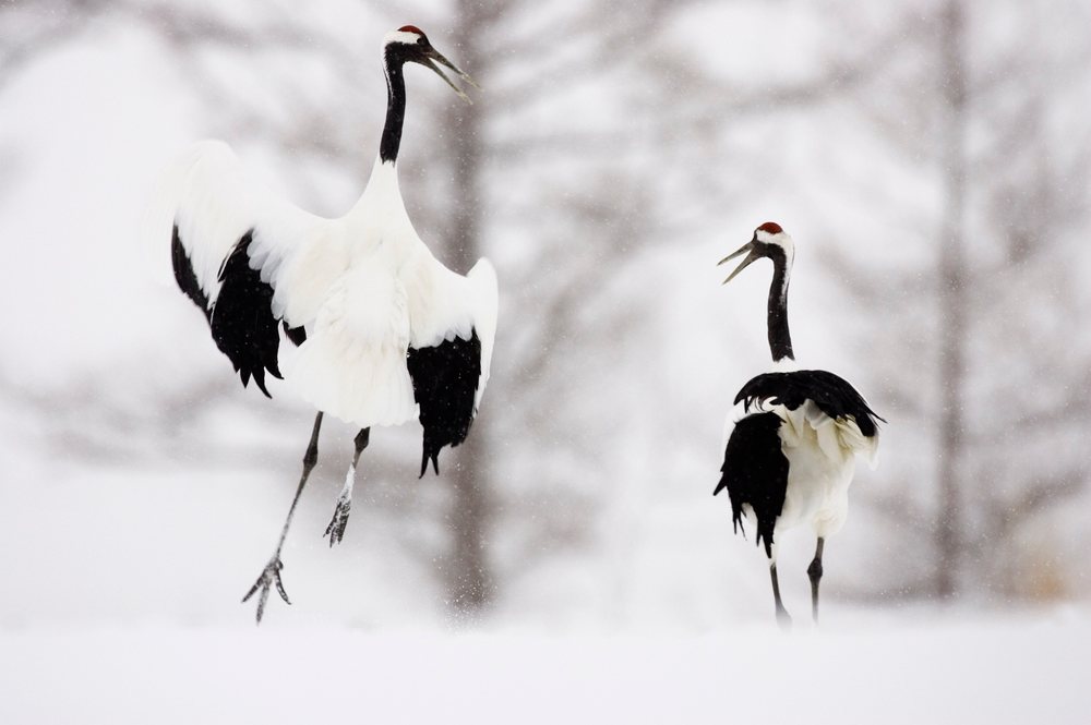 Two red crowned cranes interact in a snowy winter landscape during snowfall, Hokkaido, Japan.