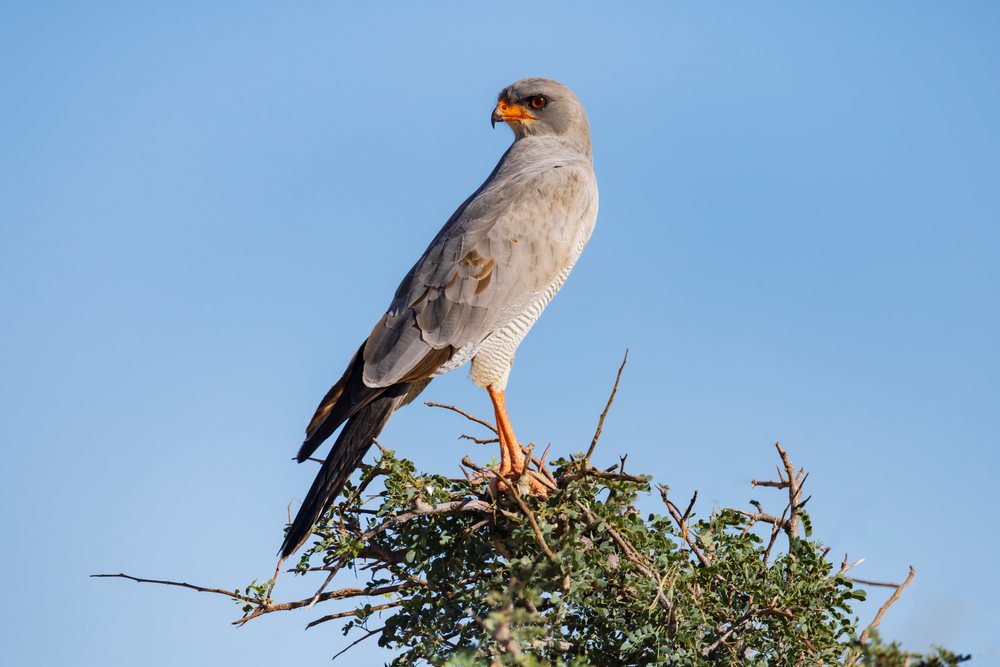 Pale Chanting Goshawk bird is perched atop a leafy tree branch against a clear blue sky in Etosha National Park, landscape, wildlife, Dolomite Camp, Kunene Region, Namibia.