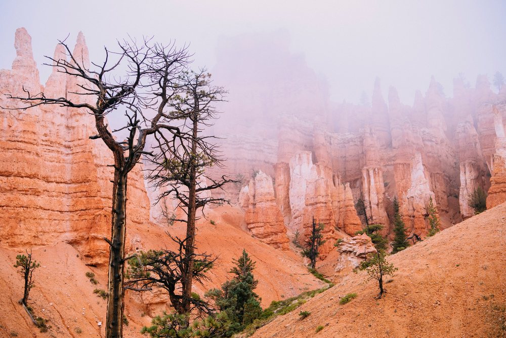 Foggy red rock formations and pine trees in Bryce Canyon National Park, Utah, USA.