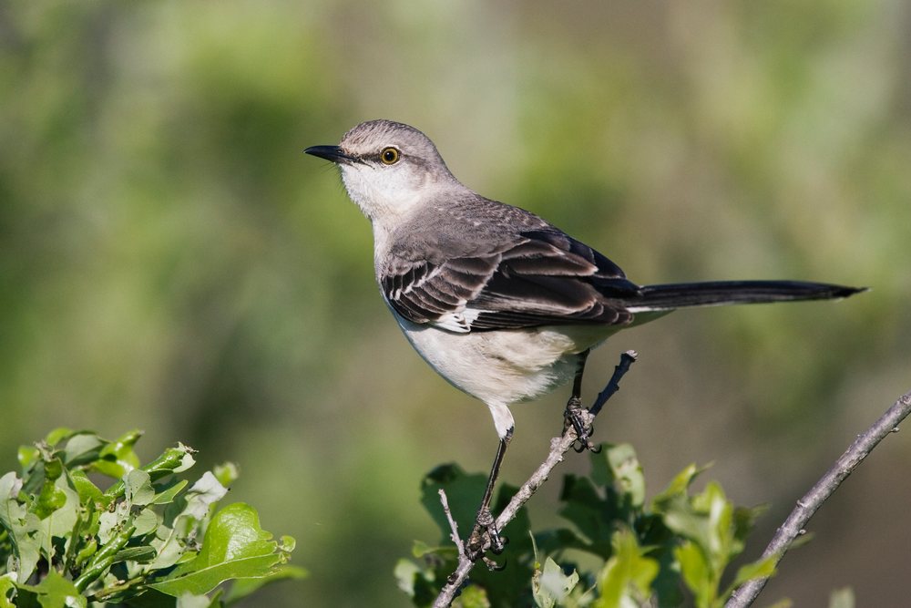 Mockingbird with gray and white feathers and yellow eyes perched on a branch, wildlife, Texas, USA.
