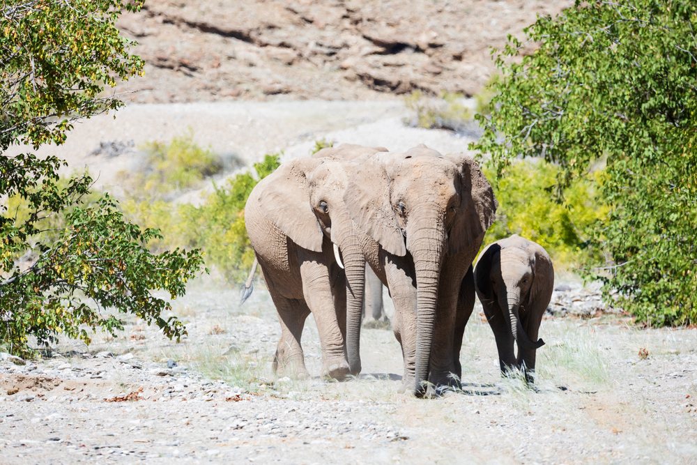 Herd of Desert-Adapted Elephants, including adults and babies, walks along the rocky Hoanib Riverbed in Namibia's, landscape, wildlife, Sesfontein, Kunene Region.